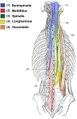 Deep spinal muscles including semispinalis, multifidus, spinalis, longissimus, iliocostalis[2]