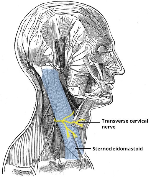 File:Transverse cervical nerve.jpg
