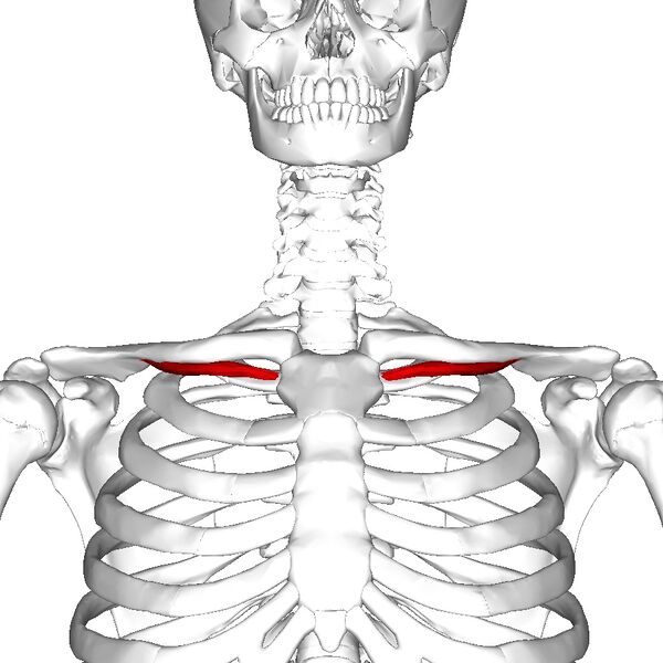 File:Subclavius.jpg