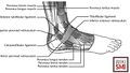 Anatomy of the lateral ankle[2]