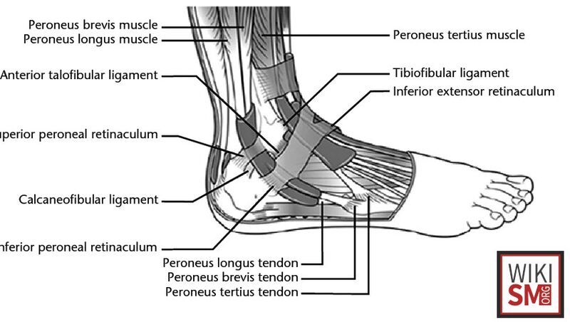 File:Anatomy lateral ankle.jpeg