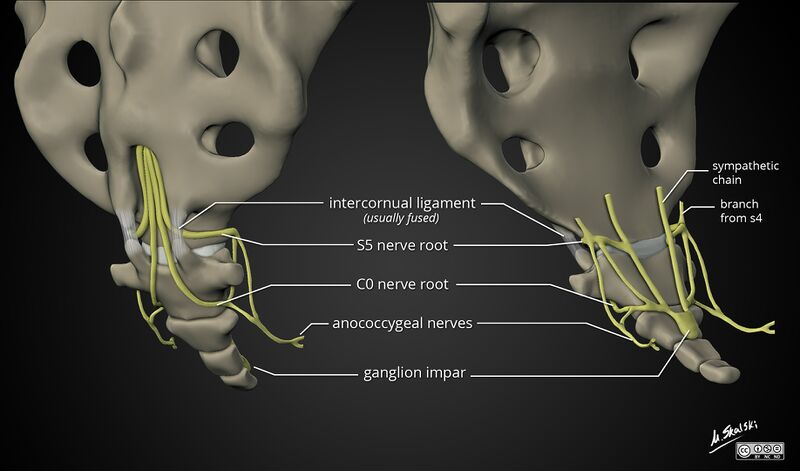 File:Coccygeal plexus.jpg