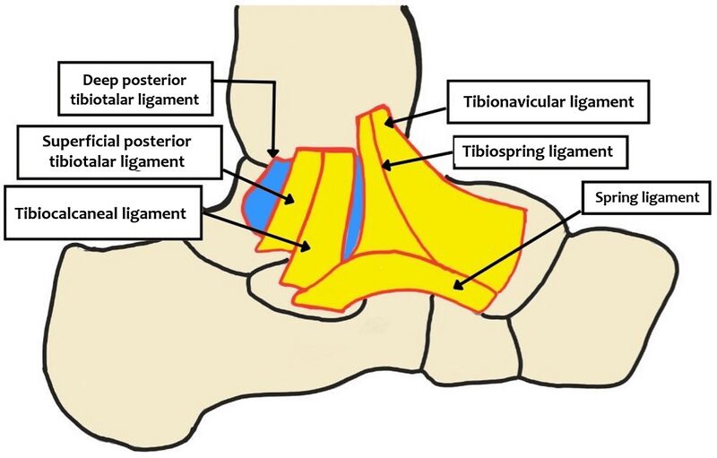 File:Deltoid ligament anatomy.jpg