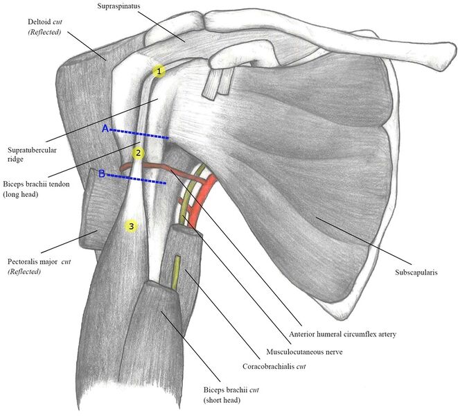 File:Bicipital groove anatomy.jpg