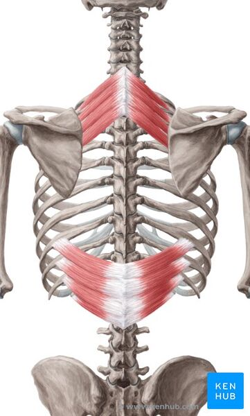 File:Serratus posterior.jpg