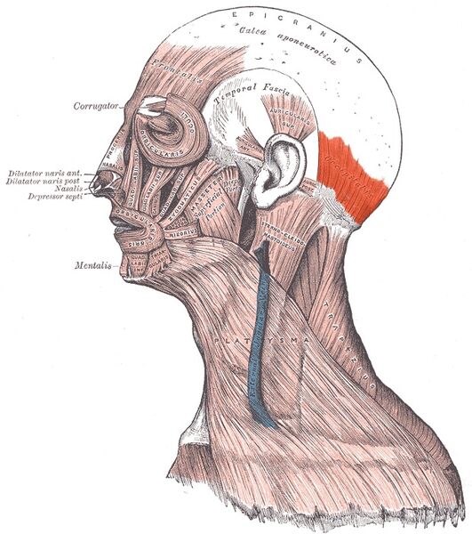 File:Occipitalis.jpg