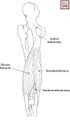 Posterior view of the left thigh showing the attachments of the hamstring muscles. The semitendinosus and the biceps femoris muscles attach to the ischial tuberosity as a common tendon. The semimembranosus tendon lies deep to these two and may either be separate or part of the common tendon.[2]