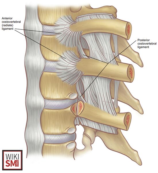 File:External costovertebral ligament joint.jpeg