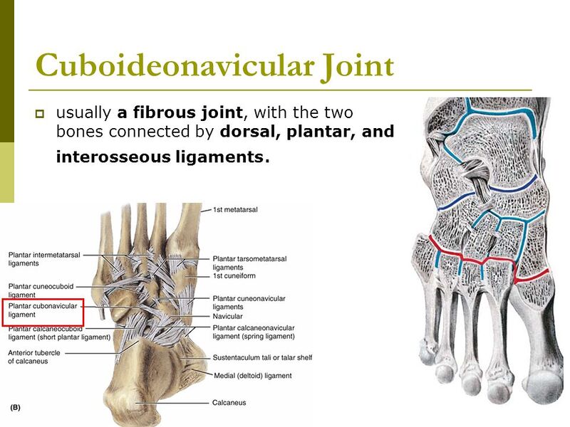 File:The Cuboideonavicular Joint.jpg