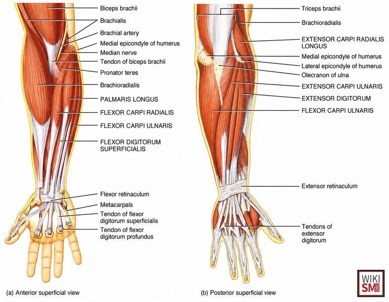 File:Extrinsic hand muscls anatomy.jpeg