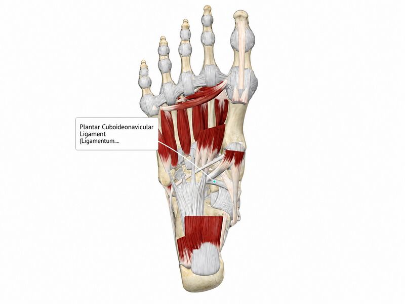 File:Plantar Cuboideonavicular Ligament.jpg