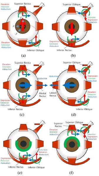 File:Eye movement and muscles.jpg