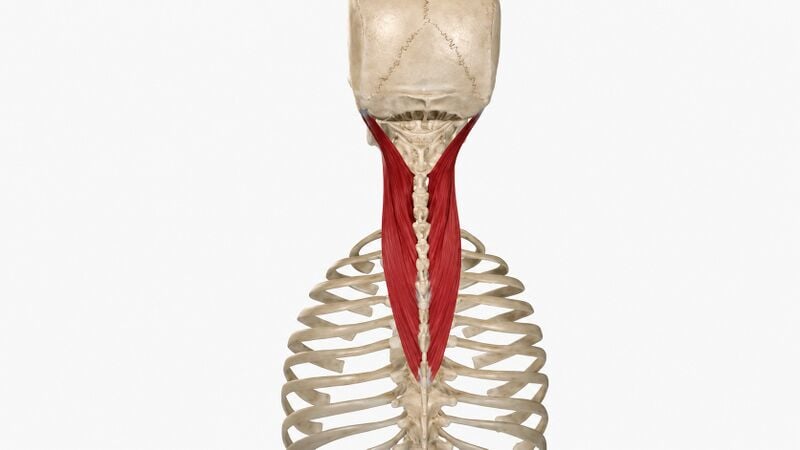 File:Spinotransversales Muscles Group.jpg