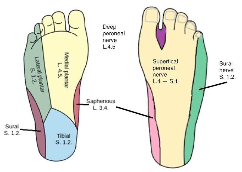 File:Foot ankle dermatomes.jpg