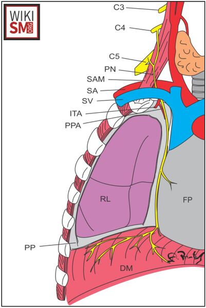 File:Phrenic nerve anatomic course.jpeg