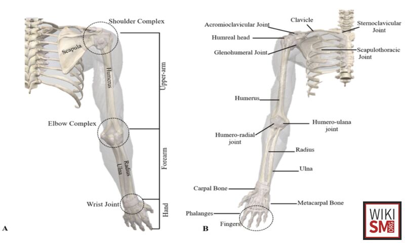 File:Upper extremity joints.jpeg