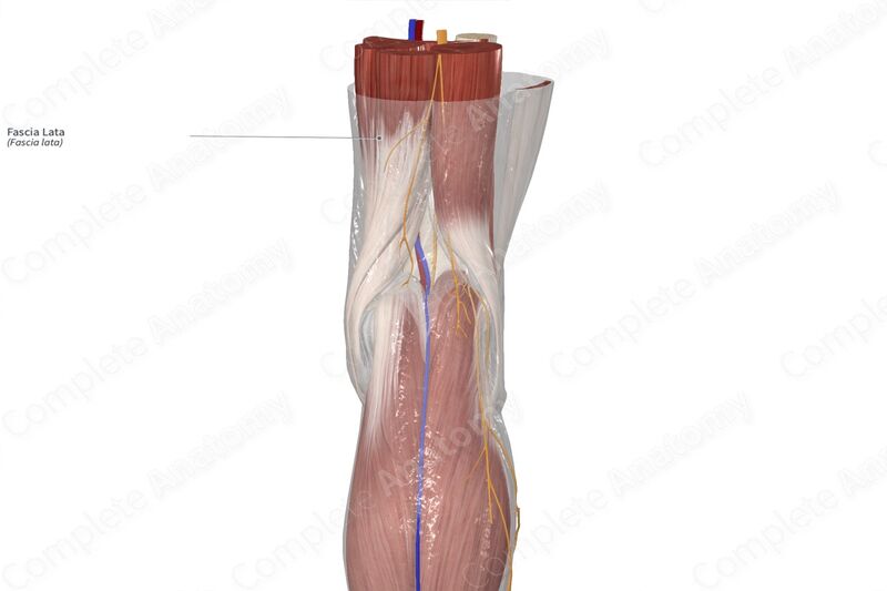 File:Fascia Lata.jpg