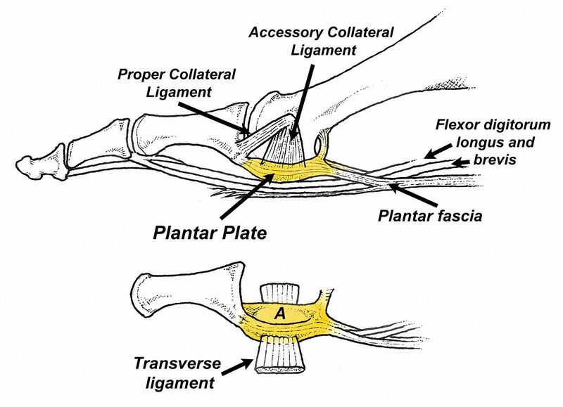 File:Anatomy plantar plate.jpg