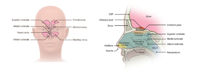 File:Gross anatomy nasal cavity.jpg