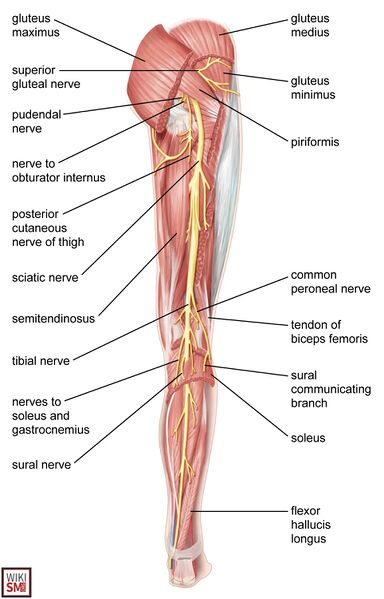 File:Sciatic nerve anatomy branches.jpeg