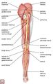 Anatomy of the sciatic nerve and its branches[4]