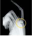Lateral radiograph demonstrating dorsal dislocation of the metacarpophalangeal joint[1]