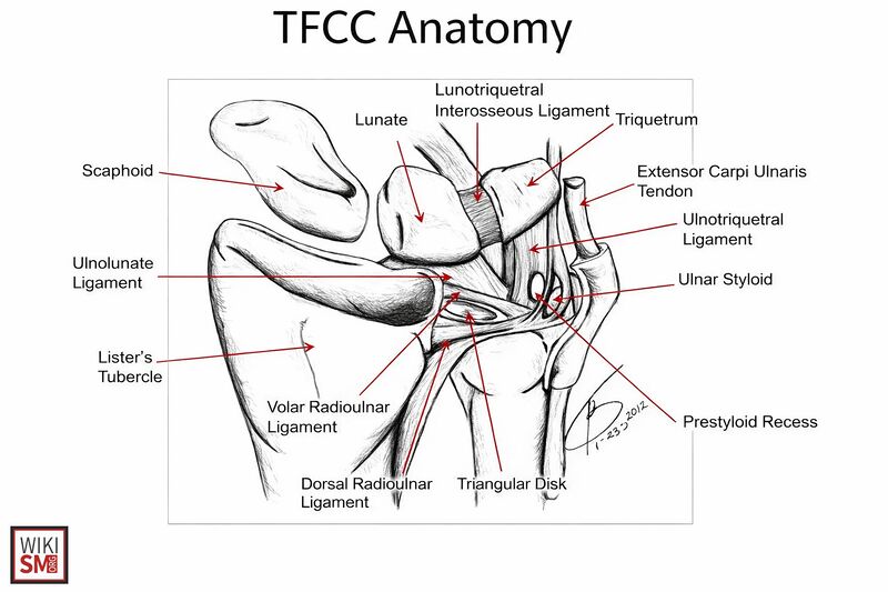File:TFCC anatomy wrist.jpeg