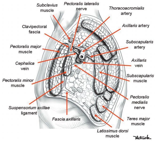 File:Axilla anatomy cross section.jpg