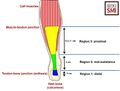 A schematic of the human Achilles tendon, showing division into 3 regions of analysis.[2]