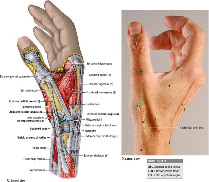 File:Anatomic snuffbox example.jpeg