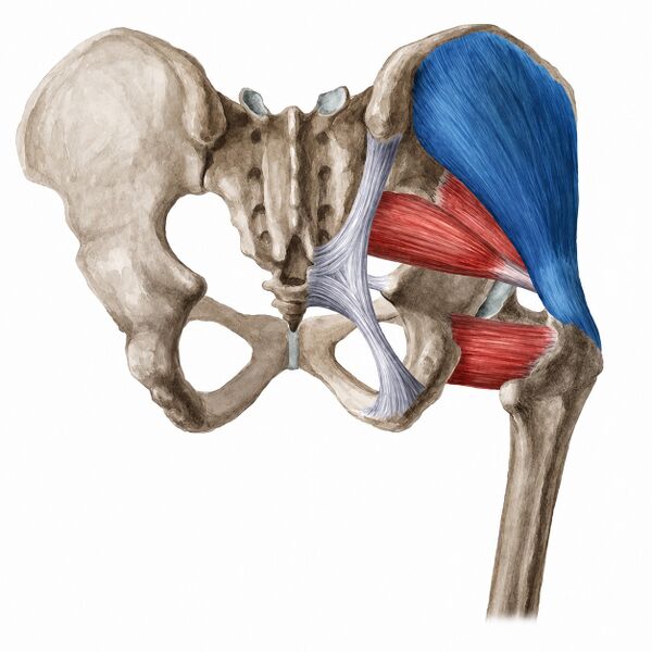 File:Gluteus medius muscle.jpg