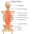 The erector spinae muscles[1]
