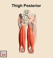 Illustration of posterior thigh muscles