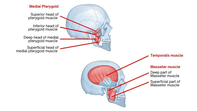 File:Anatomy Muscles of Mastication.jpg