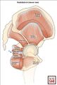 Lateral view of the hip with the selected muscles of the hip and gluteus medius illustrated[2]