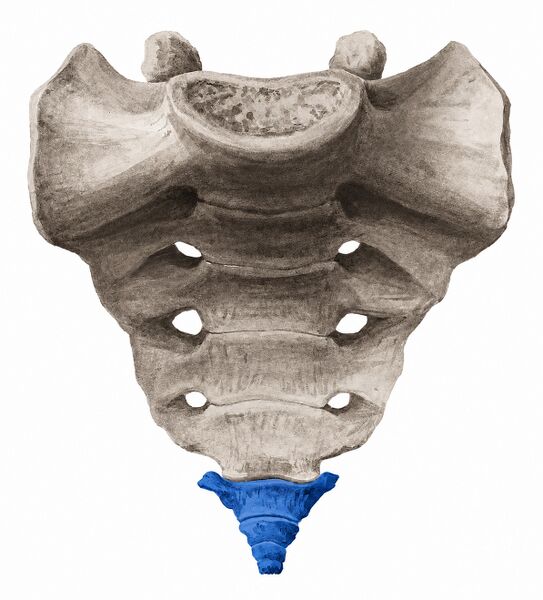 File:Anatomy sacrum.jpg
