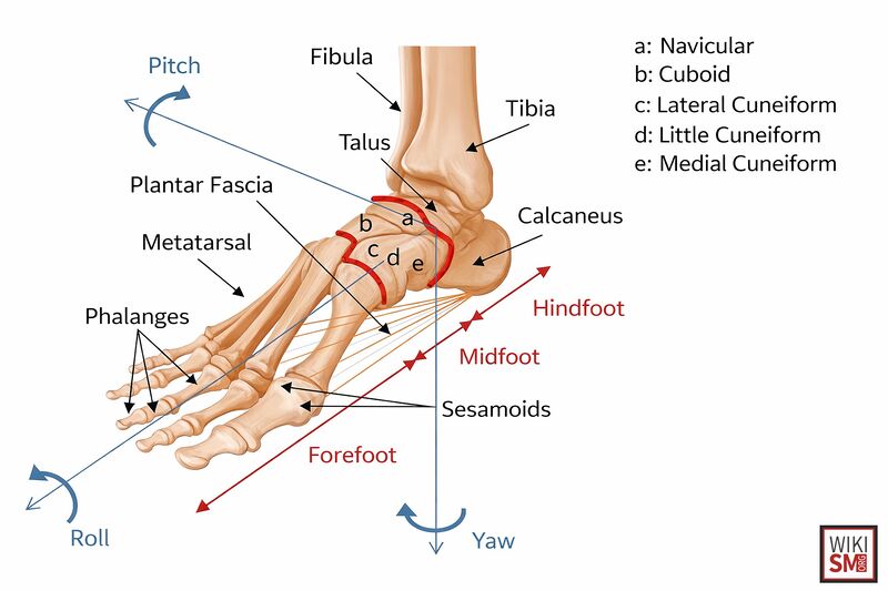 File:Foot ankle bony anatomy.jpeg