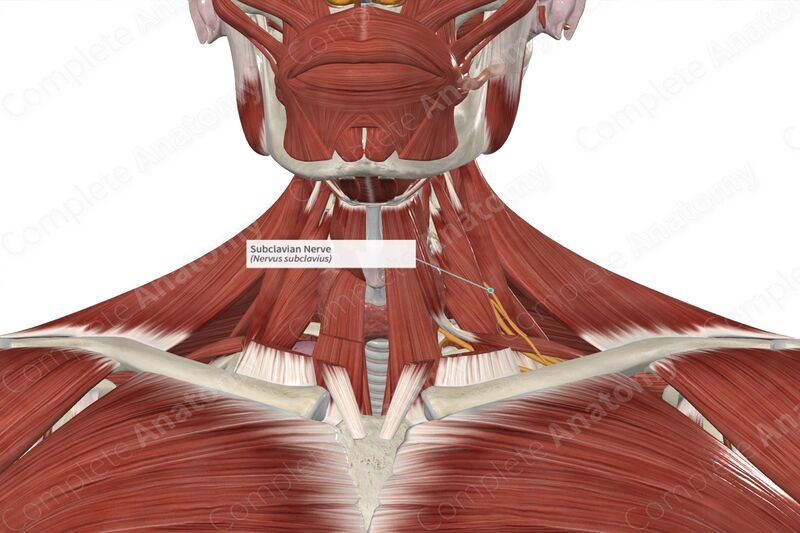 File:Subclavian nerve 2.jpg