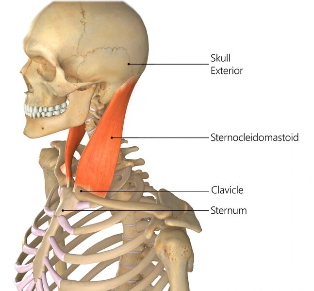 File:Sternocleidomastoid anatomy.jpg