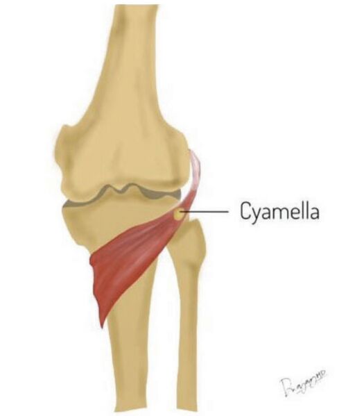 File:Cyamella anatomy.jpeg