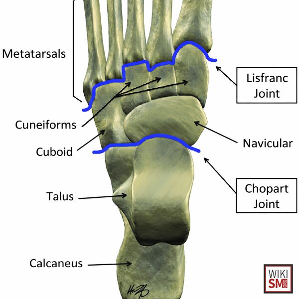 File:Hindfoot midfoot anatomy.jpeg
