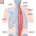Anatomy of some of the back muscles