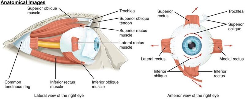 File:Extra ocular muscles.jpg