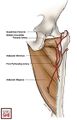 Schematic image illustrating the adductor minimus muscle and surrounding landmarks. Note the arrangement of the arteries around the borders of this muscle [1]