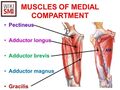 Anatomy of the medial compartment of the thigh