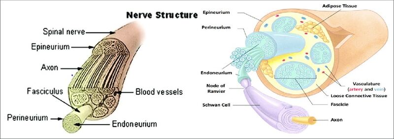 File:Nerve anatomy.jpg