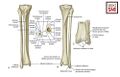 Bones of the lower limb[2]