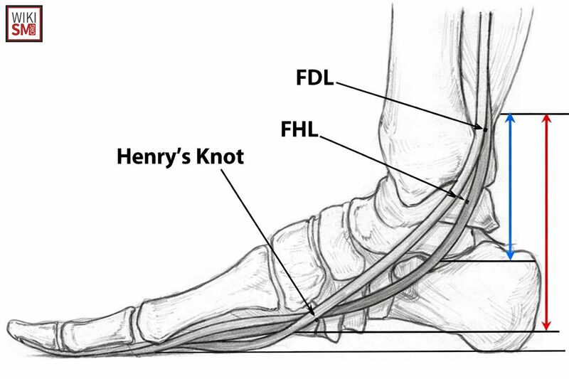 File:Master knot of henry.jpeg