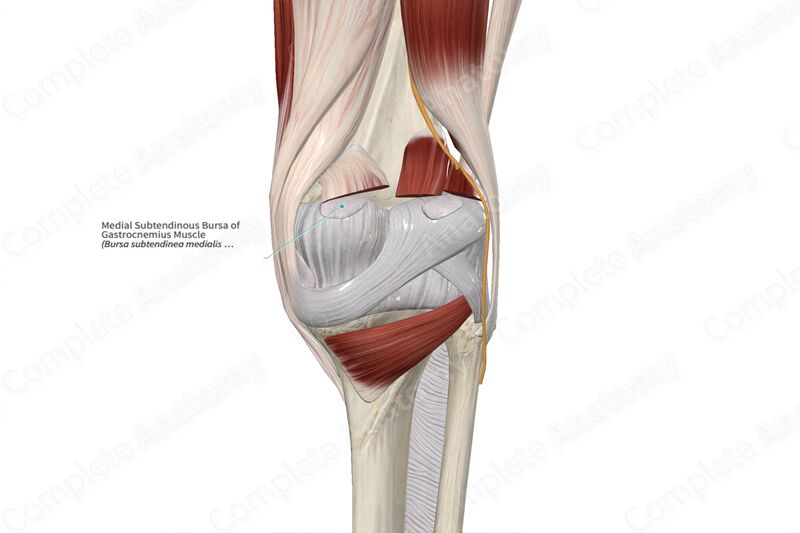 File:Medial Gastrocnemius Bursa.jpg