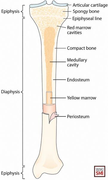 File:Anatomy tibia.jpeg